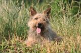 BOUVIER DES ARDENNES 384